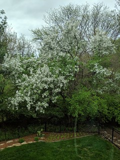 Bloomin crabapple tree