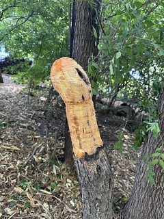 Art - Had to cut down a tree and decided to try my hand at chainsaw carving…