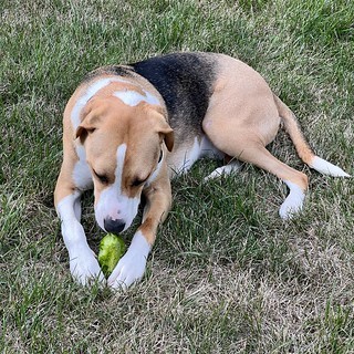 Garden - Durby steals and eats cucumbers out of our garden…