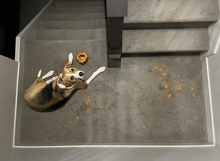 Durby found a pumpkin