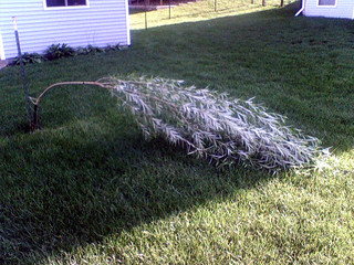 House - My Tree.  Laying Down.