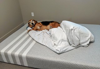 Busted on the new guest mattress
