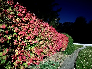 Night walk. Firey leaves.