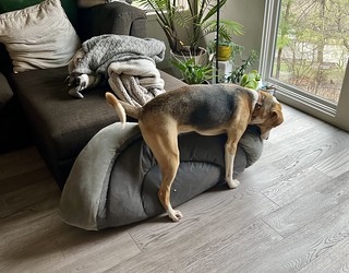 2737 - Welp, I guess we’ll be calling him Dirby Phuckett