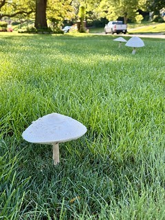 Big ol neighborhood shrooms