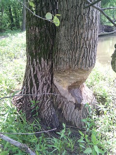 Mobile - Leave it to beavers...