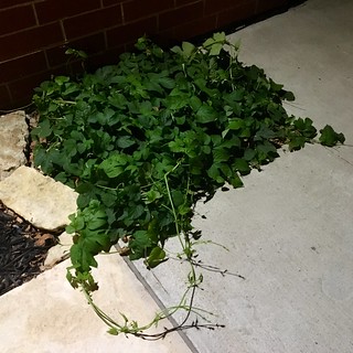 Hops - Hop landscaping