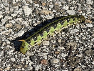Hornworm