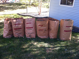 So we lost a couple limbs during last week's storm...