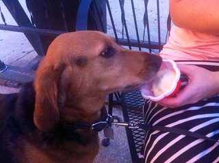 Dogs - Ice cream for Garth Brooks