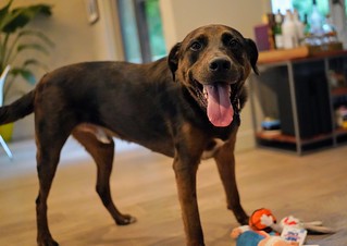 Benny Brooks - Happy boy