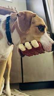 Kari bought durby some toy ribs. This is how he carries them.