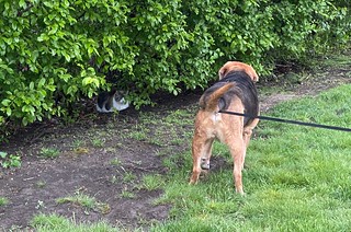 Covid-19 - The face off