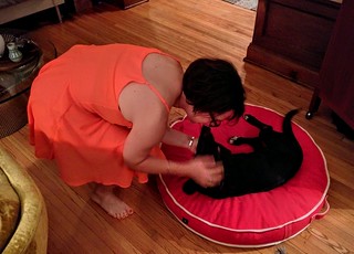 Playin with a lab, basset hound mix