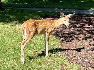 Wakonda seemingly has a pet deer. This dude would run alongside our carts as we were driving by.