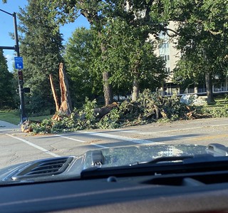 Piles of trees along Ingersoll