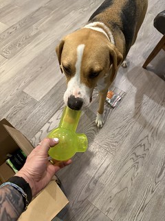 Stoner pup is enjoying his 4/20 bark box delivery