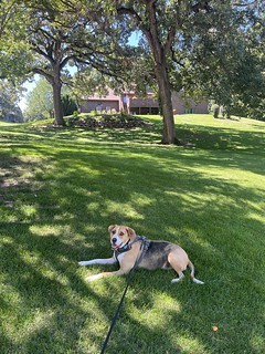 Sometimes Durby likes to take breaks in walks