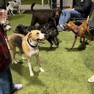 Paws & Pints - Enjoying the park