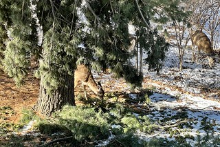 Deer - We’ve got a fence jumper