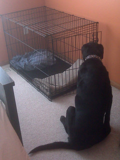 Ninja gets stressed when his kennel door is closed.