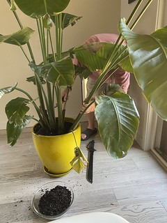 Doin a little plant surgery