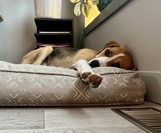 Dude is gettin pretty good at laying there and letting me get a a yoga sesh in