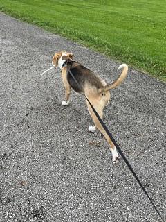 Trotting along with his newly found treasure