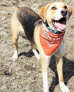 Dress Up - Durby boy