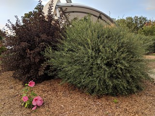 Home Ideas - Another rad bush