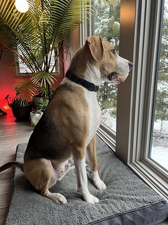 Watching the neighbor dogs