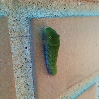 Insect - Pretty sure this pickle just came to life.