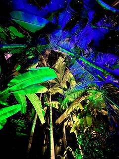 Palms and bamboos and things