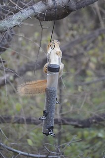 Squirrel - You little asshole