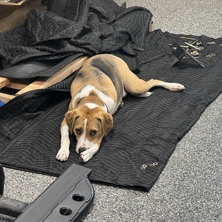 Durby needed to test out this moving blanket in the garage