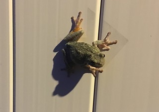 Hanging at the pool with this frog