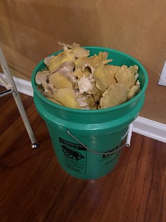 My aunt found some golden oyster mushrooms