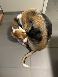 Dogs - Is this forever?