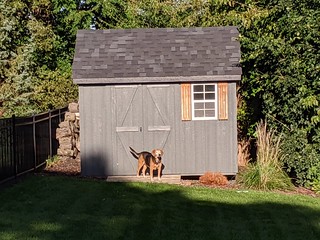 Guarding that shed