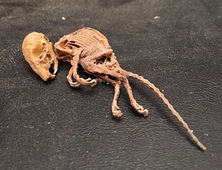 Look at this little dude I found in the wall