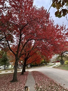 The neighborhood street scape is very pretty