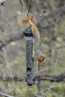 Squirrel - Dammit, dude