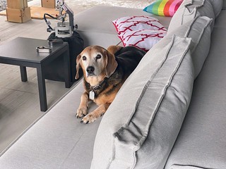 I've been catchin this old boy loungin around on the patio sofa lately.