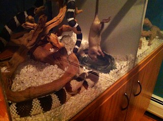 Dinner at Jon and Liz's