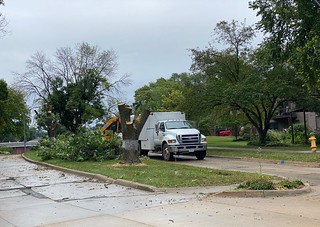 Taking down the dying ash trees on our street