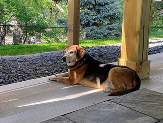 Covid-19 - This old man's senses are always on point