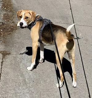 Found another rawhide on the walk today