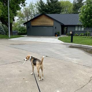 2737 - Dude carried this rawhide a half mile home