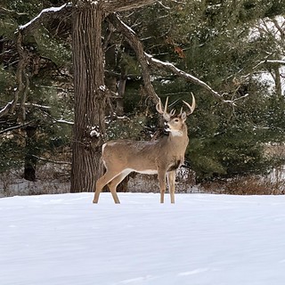 Big buck on the neighborhood hill