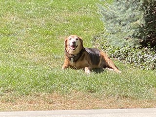 Covid-19 - Look at this happy guy. lol